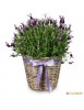 Fragrant summer message (lavender)