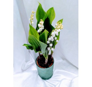 Muguet en pot