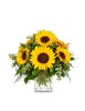 Tournesols à l'état pur🌻