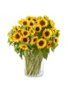 Tournesol