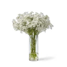 Gypsophile à l'unité - Macky Fleurs - Lausanne