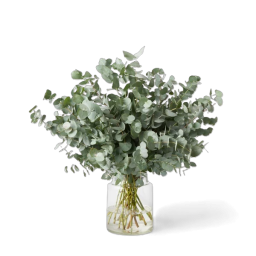Eucalyptus à l'Unité - Macky Fleurs Lausanne