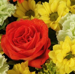 Douceur - Coussin de deuil coloré - Macky Fleurs - Lausanne