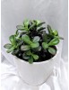Crassula