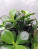 Crassula